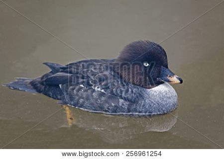 Female Barrow's Goldeneye, Bucephala Islandica On Water