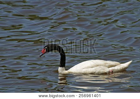View Of A Black-necked Swan, Cygnus Melancoryphus Swimming