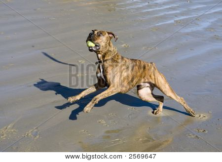 Boxer cane salta per Stick