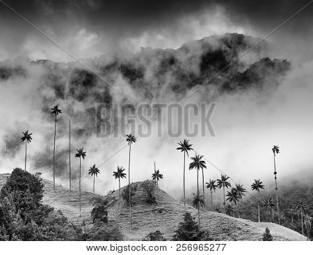 Cocora valley, Salento, Colombia, South America