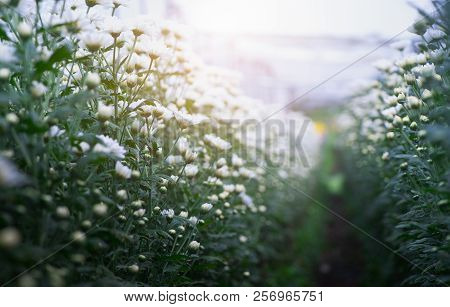 Beautiful White Chrysanthemum Flower In Garden