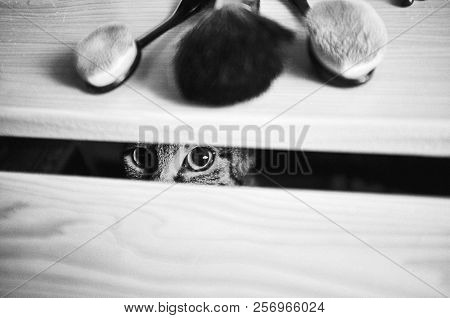 Cat Looking Thru The Wood Black And White Photo