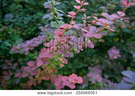 Many Long Pink Flowers In The Garden