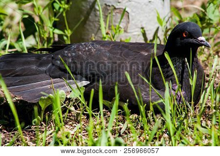 Black Big Bird  Sitting In The Garden