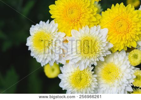 White And Yellow  Chrysanthemum Flower In Garden
