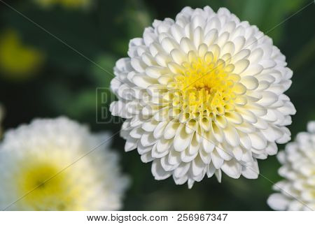 Closed Up Of White Chrysanthemum Flower With Yellow