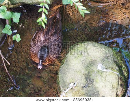 Photography Of A Blue-winged Teal (scientific Name: Spatula Discors)