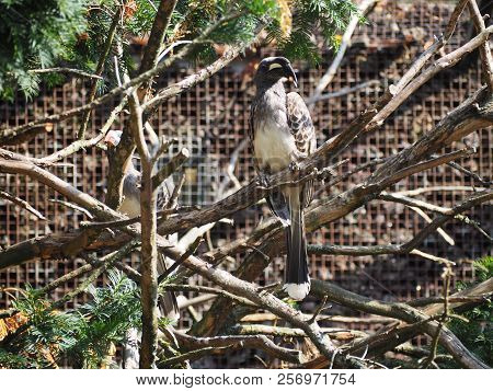 Photography Of An African Grey Hornbill (scientific Name: Lophoceros Nasutus)