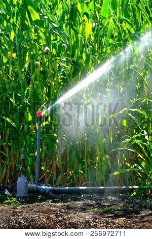 Sprinkers irrigating corn crops green lush field farming grains