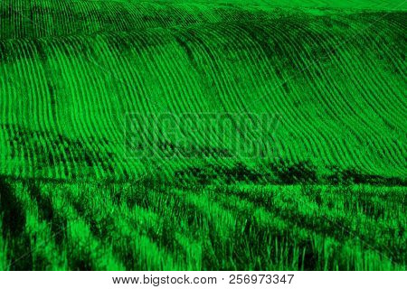 Rows and furrows on ploughed field for farming production agriculture products