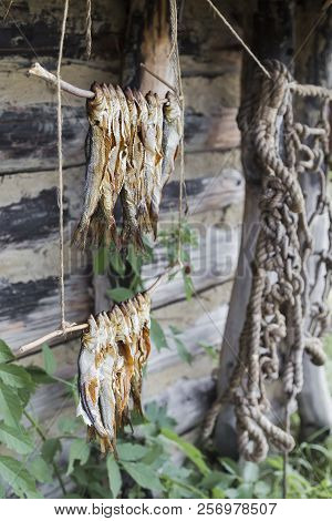 Appetizing Disemboweled River Fish Dried On The Branches
