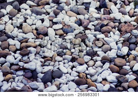 Background With Many Small Pebbles, Multicolored Stones.
