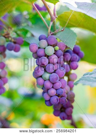 Close-up Of Bunches Of Ripe Red Wine Grapes On Vine, Harvest