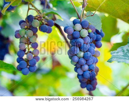 Close-up Of Bunches Of Ripe Red Wine Grapes On Vine, Harvest