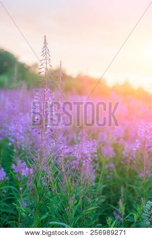 Willow Herb Ivan Tea In The Warm Summer Light.