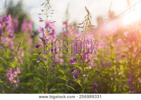 Willow Herb Ivan Tea In The Warm Summer Light.