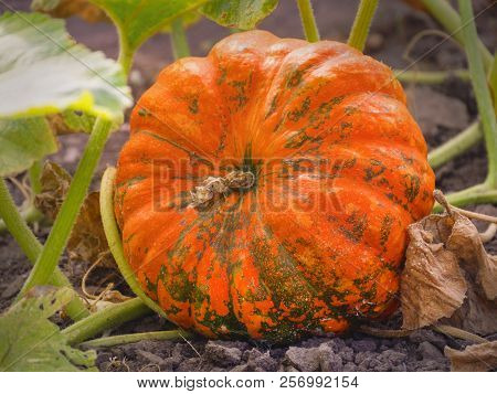 Ripe Orange Flat-shaped Pumpkin Lies On A Vegetable Garden In A Natural Environment. Fresh, Ripe, Pu