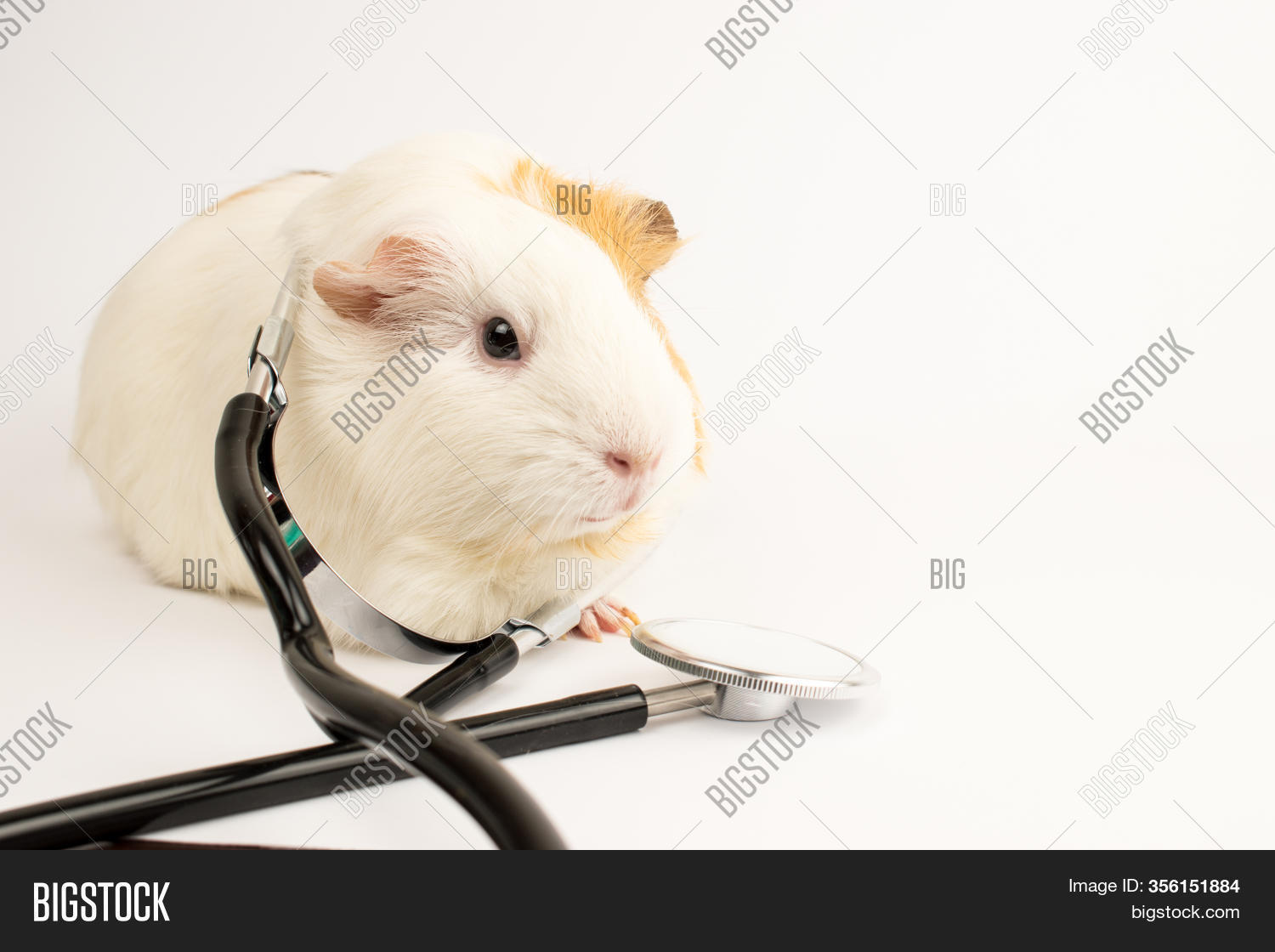 vets that take guinea pigs near me