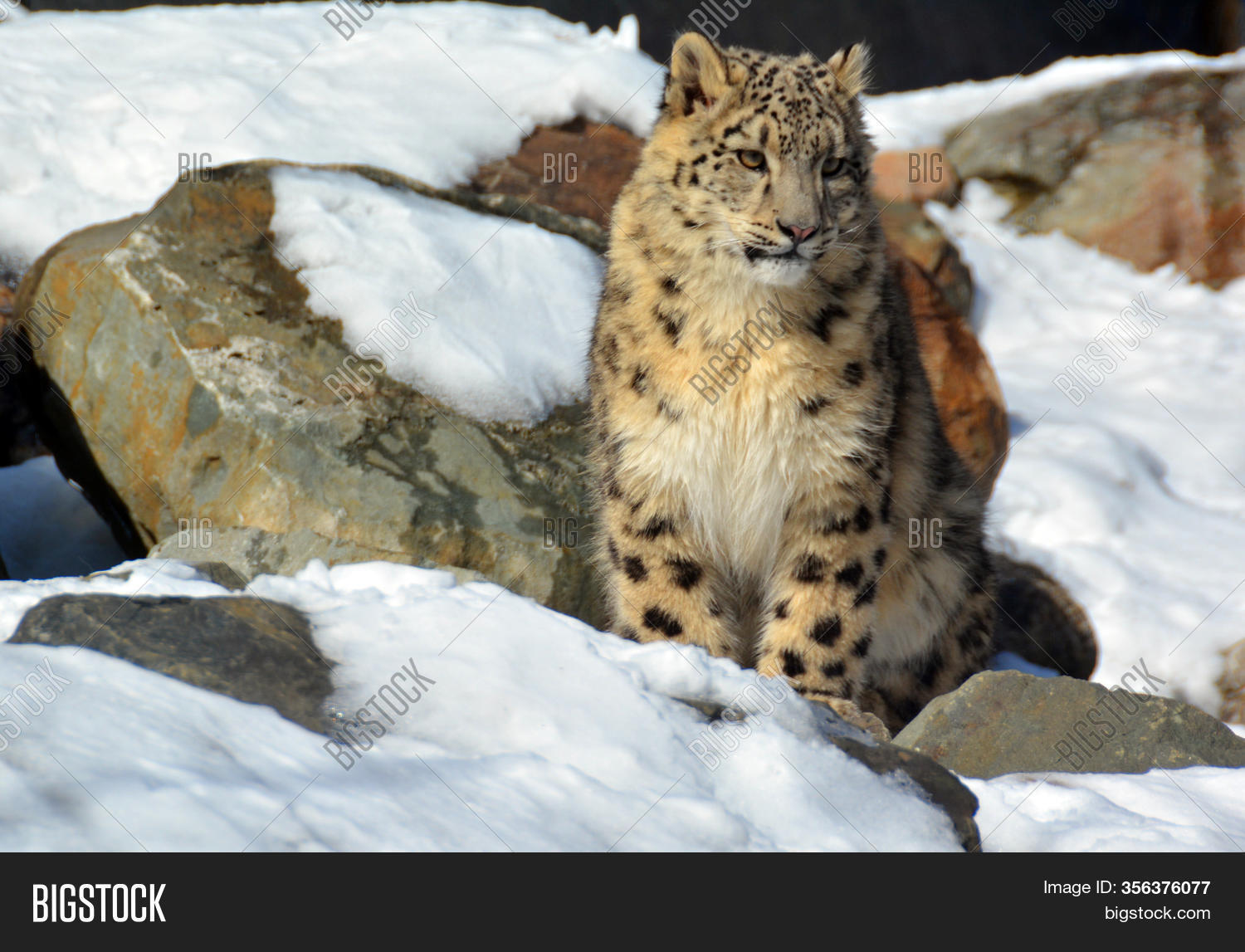 Snow Leopard Large Cat Image & Photo (Free Trial) Bigstock