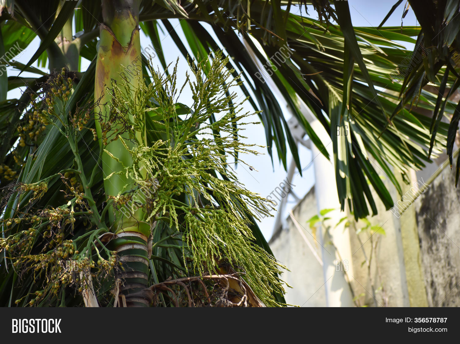 Areca Nut Betel Nut Image Photo Free Trial Bigstock