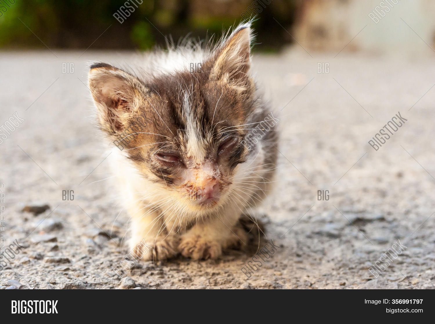 Small Sick Kitten Image & Photo (Free Trial) Bigstock