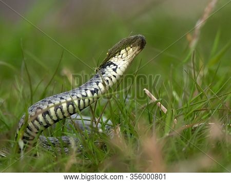 funny snake (natrix natrix) with dried water grass on the head
