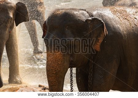 Pinnawala Elephant Orphanage Is An Orphanage, Nursery And Captive Breeding Ground For Wild Asian Ele