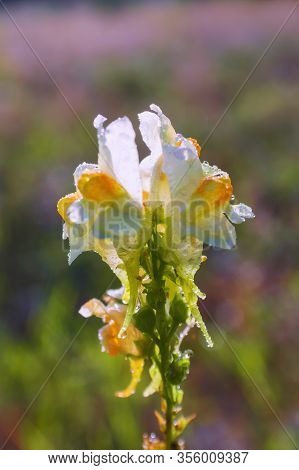 Linaria Vulgaris, Names Are Common Toadflax, Yellow Toadflax, Or Butter-and-eggs.