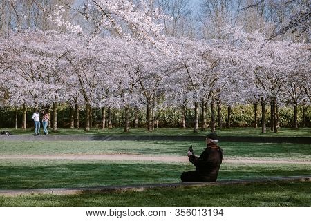 Kersenbloesempark Translation Flower Park There Are 400 Cherry Trees In The Amsterdamse Bos, In The 