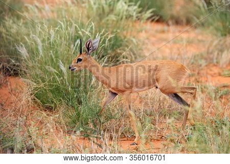 The Steenbok (raphicerus Campestris) In The Bush. Antelope In The Red Sand Dunes.