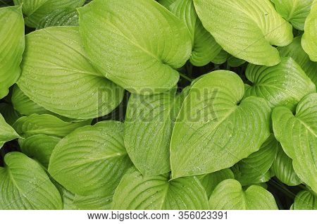 Hosta Background With Big Green Leaves Environment