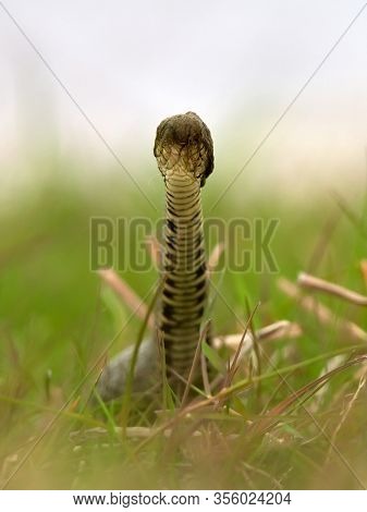 funny snake (natrix natrix) with dried water grass on the head