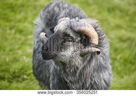 Sheep Lamb Grazing In The Countrside On Faroe Islands. Denmark