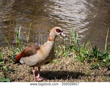 Nile Goose Invasive Species In The Appleres River In Madrid