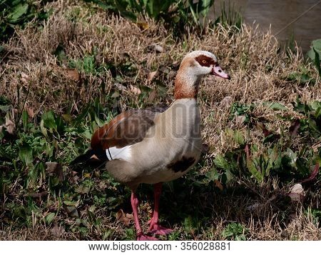 Nile Goose Invasive Species In The Appleres River In Madrid