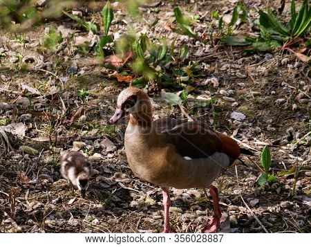 Nile Goose Invasive Species In The Appleres River In Madrid