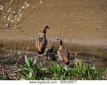 Nile Goose Invasive Species In The Appleres River In Madrid