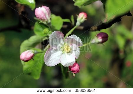 Closeup Blooming Bourgeons Of Apple Tree Flower