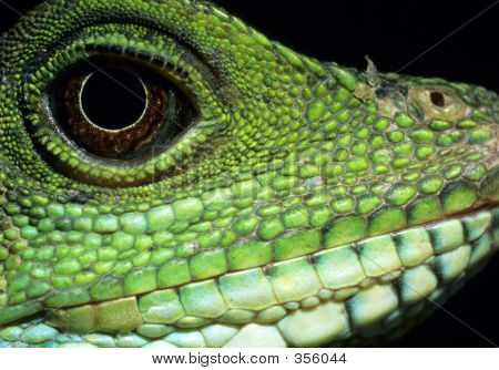 Vand Dragon 2
