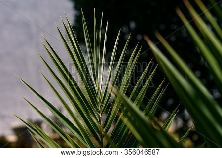 Detail Of Indigenous Palm Tree, On A Sunny Day, From The Iberian Peninsula Called Palmito Or Dwarf P