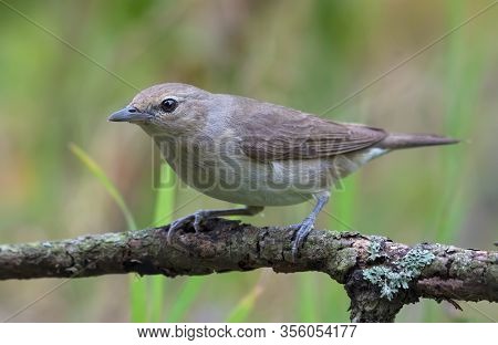 Garden Warbler (sylvia Borin) Posing On Little Branch In Light Grey Plumage