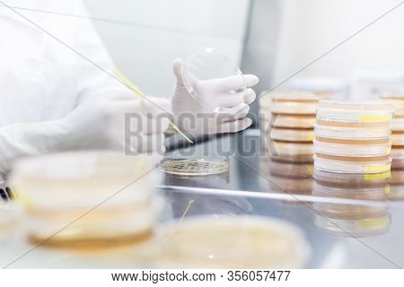 Female Scientist Working With Laminar Flow At Corona Virus Vaccine Development Laboratory Research F