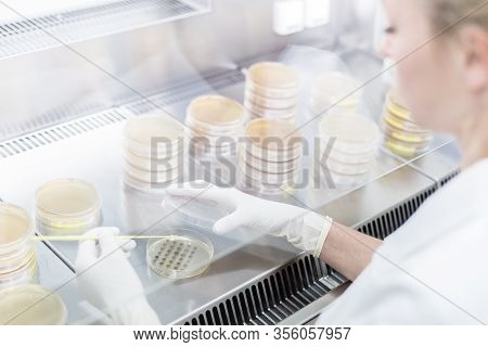 Female Scientist Working With Laminar Flow At Corona Virus Vaccine Development Laboratory Research F