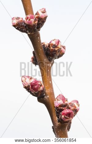 Spring Time. Apricot Tree Flowers Detail With White Background