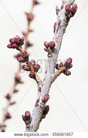 Spring Time. Apricot Tree Flowers Detail With White Background