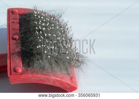 The Coat Of A Cat Or Dog On The Brush During Molting. Light Background. Pet Care Concept. Space For 