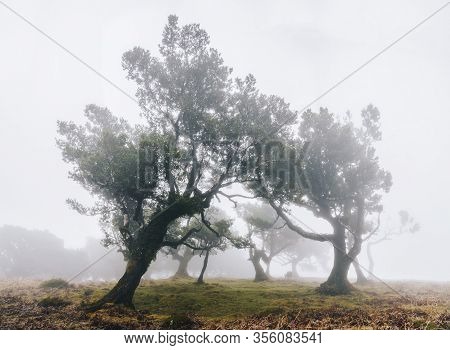 Mystical Forest