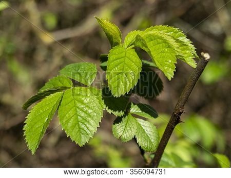 Fresh Green Leaves On An Elm Tree, Ulmus, Catching Spring Sunlight