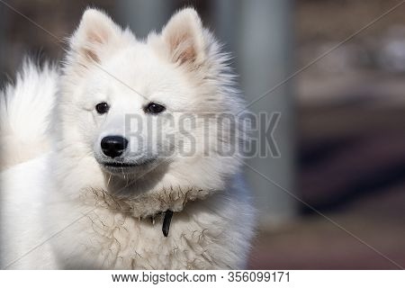 White Samoyed Puppy Dog Outdoor In Park.