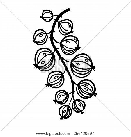 Gooseberry Silhouette In Doodle Style On White Background. Black Illustration Like As Hand Drawn Ber